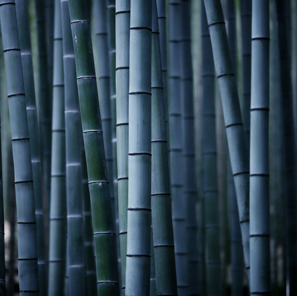black bamboo forest and bamboo salt